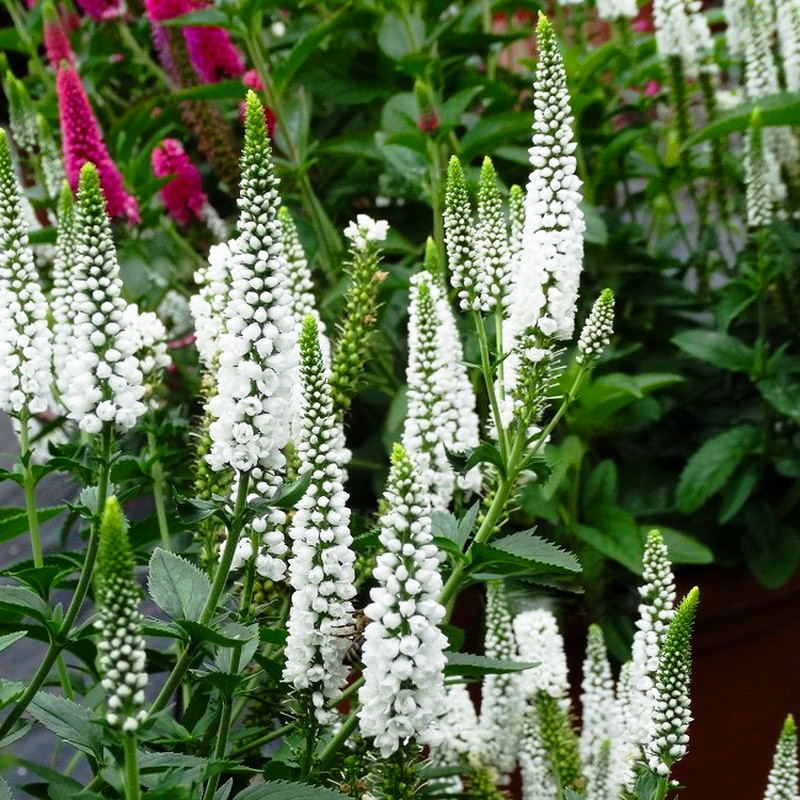 Саджанці Вероніки колосиситої білої, Сноу Кендлс (Veronica spicata Snow Candles) Р9, фото 1