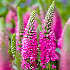 Саджанці Вероніки колосиситої малинової, Баблгам Кендлс (Veronica spicata Bubblegum Candles) Р9, фото 3