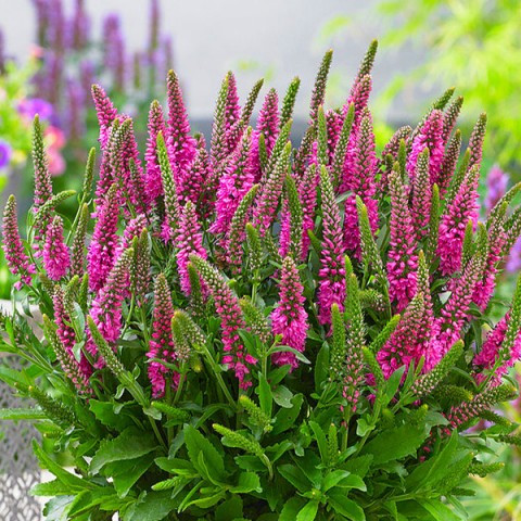 Саджанці Вероніки колосиситої малинової, Баблгам Кендлс (Veronica spicata Bubblegum Candles) Р9, фото 1