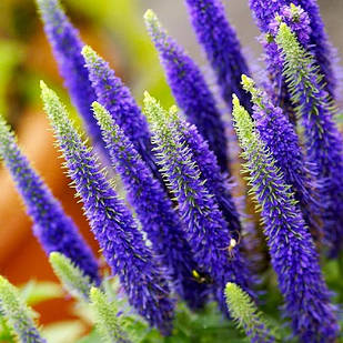 Саджанці Вероніки Бейбі Бум (Veronica Baby Bomb) Р9