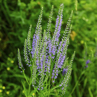 Саджанці Вероніки метельчастої (Veronica Spuria) Р9