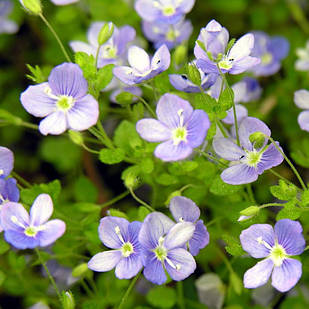 Саджанці Вероніки ниткоподібної (Veronica filiformis) Р9