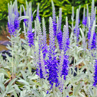 Саджанці Вероніки сизої, сріблястої (Veronica spicata incana) Р9