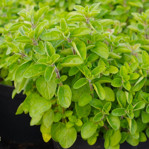 Саджанці Орегано Супремо  (Origanum Supreme) Р9, фото 1