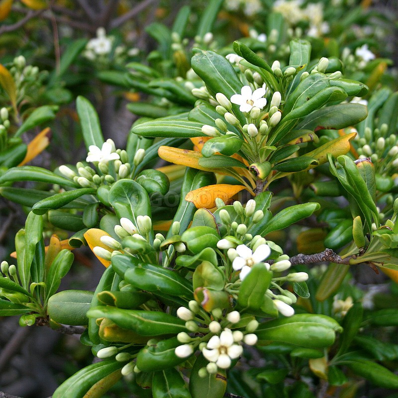 Саджанці Лавра Австралійського (Pittosporum Tobira) Р9