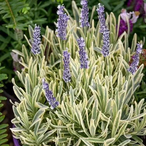 Саджанці Лаванди Платінум Блонд (Lavandula Platinum Blonde) Р9, фото 1