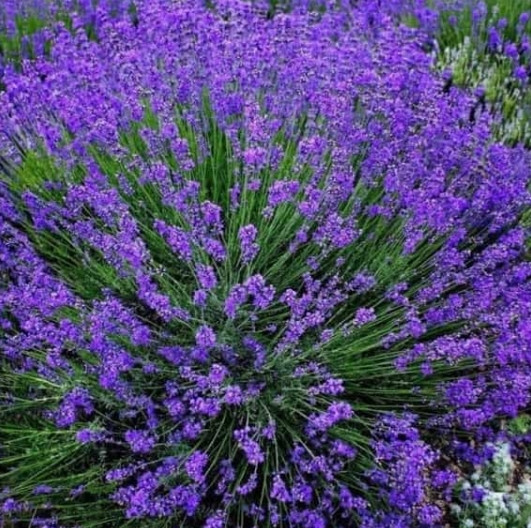 Саджанці Лаванди Гроссо (Lavandula Grosso) Р9, фото 1