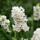 Саджанці Лаванди Елеганс Сноу (Lavandula Ellagance Snow) Р9, фото 3