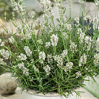 Саженцы Лаванды Элеганс Сноу (Lavandula Ellagance Snow) Р9