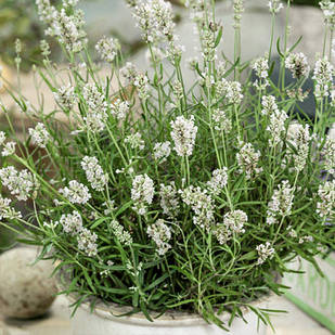 Саджанці Лаванди Елеганс Сноу (Lavandula Ellagance Snow) Р9