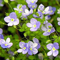 Саджанці Вероніки ниткоподібної (Veronica filiformis)