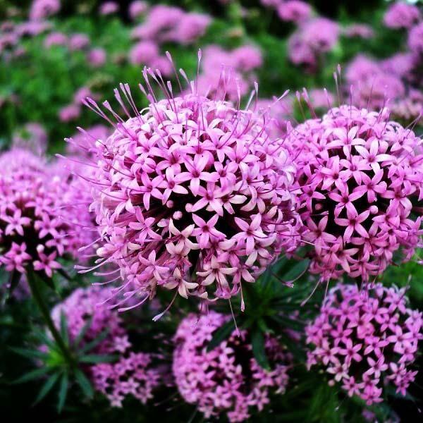 Саджанці Фуопсиса Довгостовпчикового (Phuopsis Crucianella)