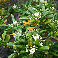 Саджанці Лавра Австралійського (Pittosporum Tobira)