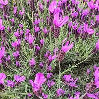 Саджанці Лаванди Лавіта Пінк (Lavandula Lavita Pink) Р9