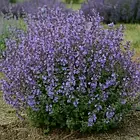 Саджанці Котовника Фассені Пурсіан Блю (Nepeta faassenii Pursian Blue) Р9, фото 3