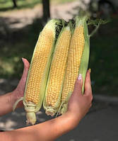 Насіння кукурудзи Драйвер F1 50 000 насіння Clause