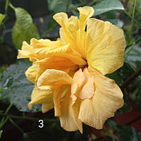 Гибискус желтый махровый (китайская роза), Hibiscus rosa-sinensis