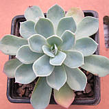 Ехеверія сиза, Echeveria glauca, фото 4