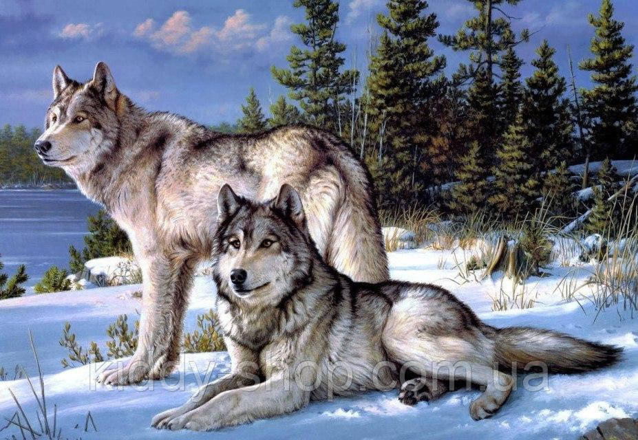 Діамантова вишивка. Картина на підрамнику "Вовки", 40х50см, квадратні стрази, фото 1