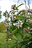 Абелія Mosanensis.
Abelia Mosanensis., фото 8