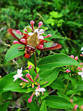 Абелія Mosanensis.
Abelia Mosanensis., фото 4