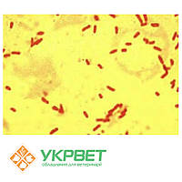 Антиген сапний для РЗК (Malleus-CFT Antigen)