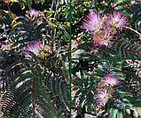 Альбіція  "CHOCOLATE FOUNTAIN".
ALBIZIA julibrissin "CHOCOLATE FOUNTAIN"., фото 5