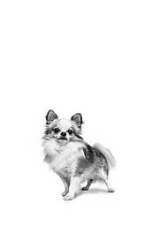 Для собак різного розміру