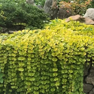 Саджанці Вербейника монетчатого зелений (Lysimachia nummularia) Р9