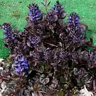 Саджанці Живучки повзучої «Блек Скеллоп» (Ajuga reptans Black Scallop) Р9, фото 2