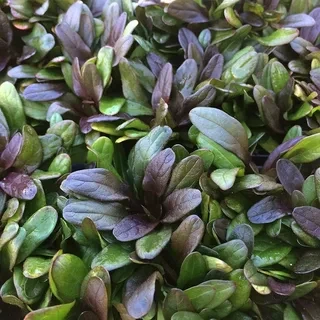 Саджанці Живучки повзучої Шоколадні чіпси (Ајugа reptans Chocolate Chips) Р9, фото 1