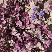 Саженцы Живучки ползучей «Бургунди Глоу» (Ajuga reptans Burgundy Glow) Р9