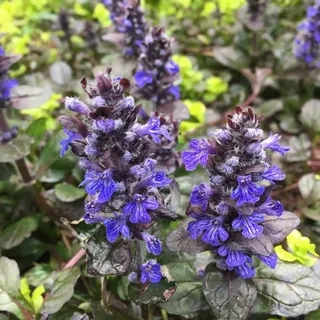 Саджанці Живучки повзучої Браунгерц (Ajuga reptans Braunhertz) Р9, фото 1