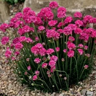 Саджанці Армерія приморська (Armeria maritima) Р9, фото 1