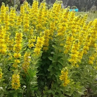 Саджанці Вербейника звичайного (Lysimachia vulgaris)