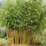 Саджанці бамбука Золотий бамбук "Phyllostachys aureosulcata 'Aureocaulis', фото 2