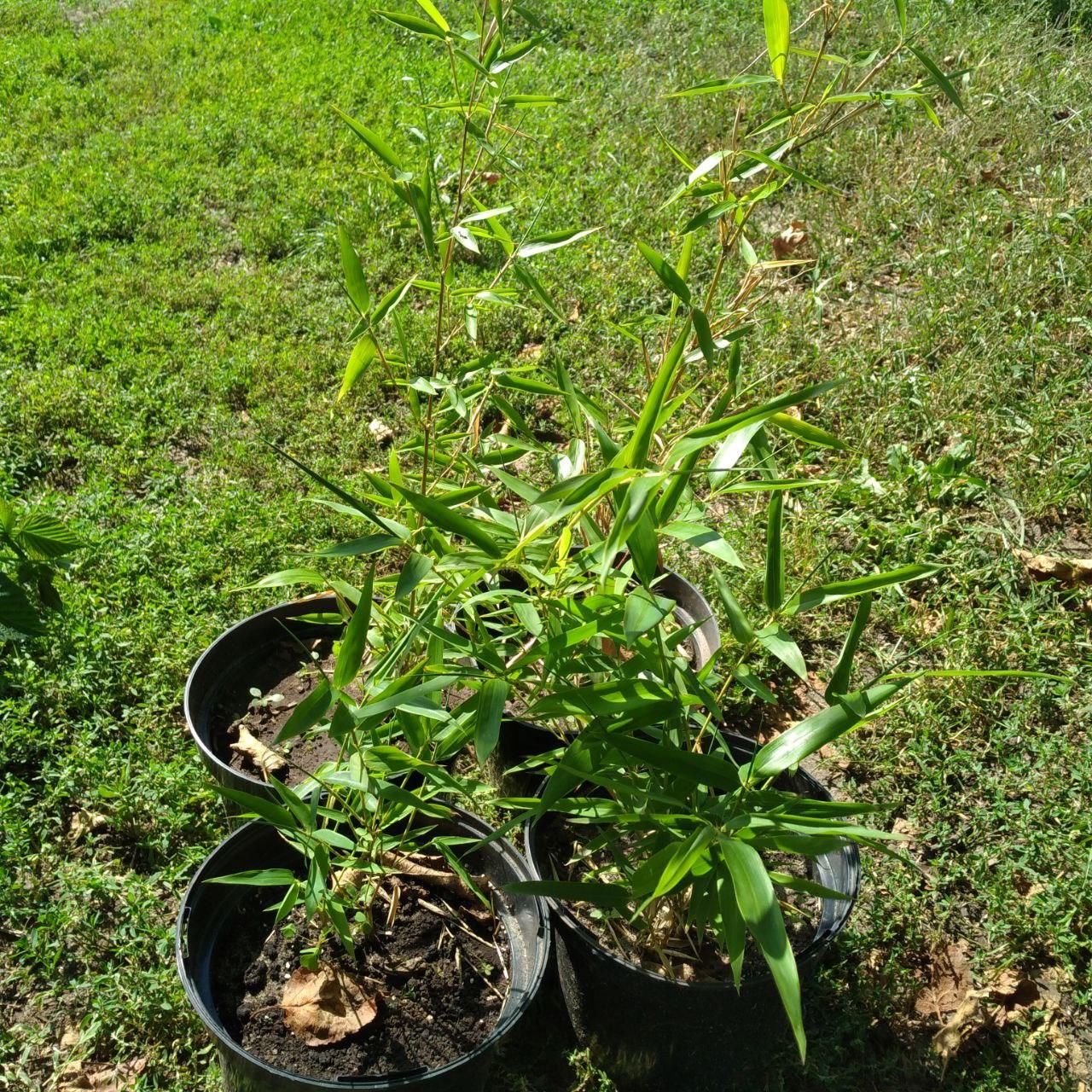 Саджанці бамбука Золотий бамбук "Phyllostachys aureosulcata 'Aureocaulis'