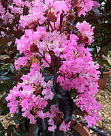 Лагерстремія індійська "Рожева Рапсодія". Lagerstroemia indica "RHAPSODY IN PINK".