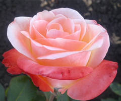 Саджанці в'ється троянди РОЖЕВА ЖЕМЧУЖЫНА