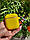 Яскравий силіконовий чохол-футляр для AirPods 1/2 м'який та еластичний Жовтий, фото 3