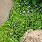 Саджанці Мазуса повзучого (Mazus reptans) Р9, фото 2