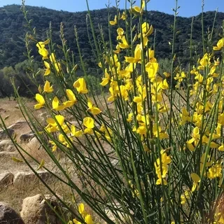 Саджанці Метельника пруткоподібного (Spartium junceum) Р9, фото 1