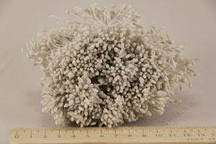 Квіткова тичинка з блискітками 0,3 см білого кольору 1700 шт.