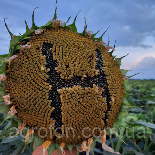 Насіння Соняшнику під Гранстар НЕЙМАР| AGROFON 095-352-6822 Насіння Соняшнику під Гранстар НЕЙМАР