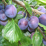 Саджанці сливи Топ Фіт (дворічний), фото 2