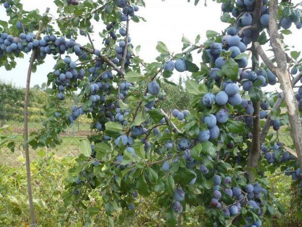 Саджанці сливи Топ Фіт (дворічний), фото 1
