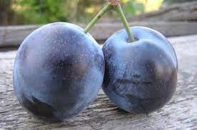 Саджанці сливи Ненька (дворічний), фото 1