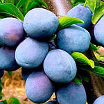 Саджанці сливи Ненька (дворічний), фото 3