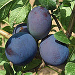 Саджанці сливи Ненька (дворічний), фото 2