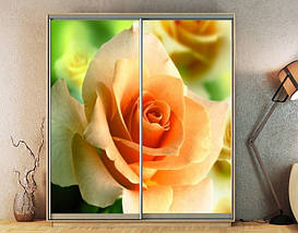 Наклейка на шафу-купе 220 х 60 см на 2  двері персикова троянда (БП_а_fl10627), фото 5